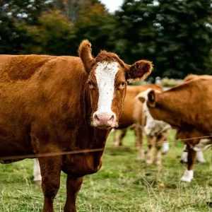 How to Care for Cows to have the Best Quality Meat